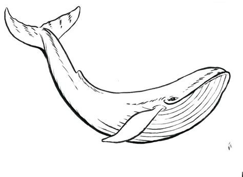 Beluga Whale Coloring Page at GetColorings.com | Free printable ...