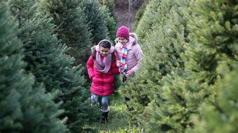 Xmas tree farm near me: Monmouth, Ocean County NJ