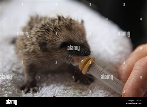 Hedgehog feed hi-res stock photography and images - Alamy