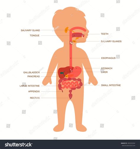 Digestive System Flow Chart For Kids