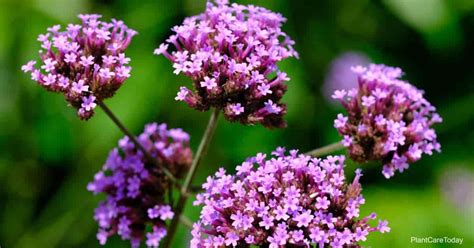 Verbena Officinalis Care: How To Grow The Vervain Plant