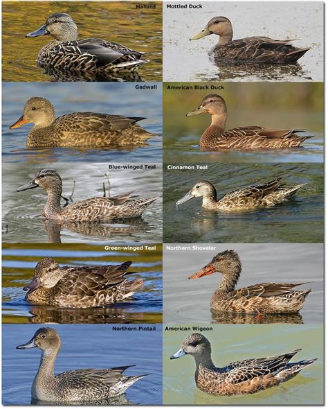 Puddle Ducks | Duck identification, Pet ducks, Waterfowl hunting