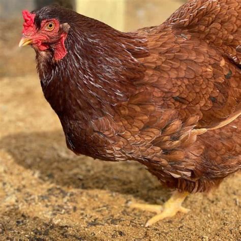 Buckeye Chicken: Eggs, Height, Size and Raising Tips