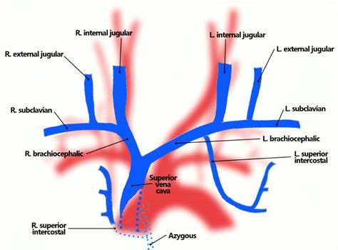 brachiocephalic vein | Radiology technician, Nursing notes, Ultrasound ...