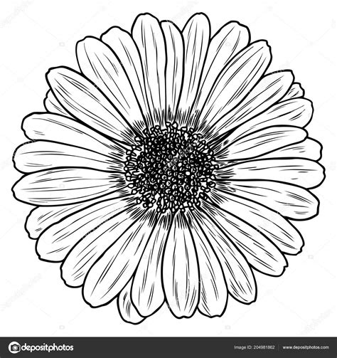 Daisy Line Drawing