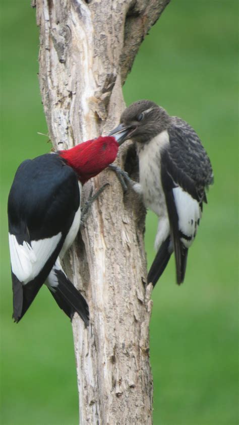 Red Headed Woodpecker Feeding Baby | Etsy