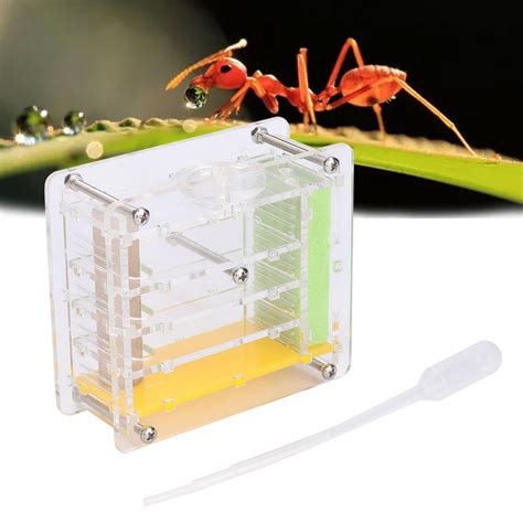 Ant , Formicarium Easy To Install Ant Farm, For Ant Feeding Pets ...