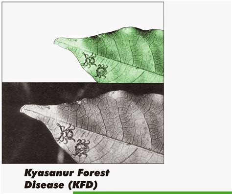 Kyasanur Forest disease pdf | Arogyajalakam