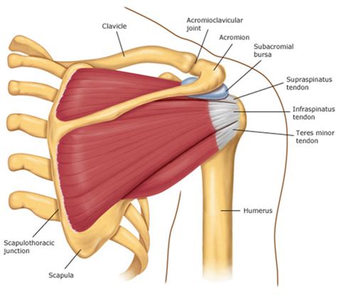 Supraspinatus: Muscle Of The Week | Sydney Physio Clinic | 02 92332502