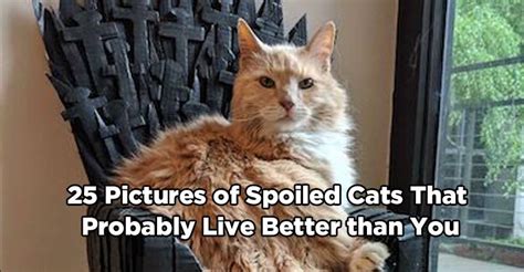 25 Pictures of Spoiled Cats that Probably Live Better than You - We Love Cats and Kittens