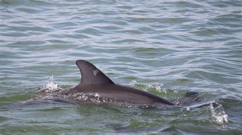 How Wild Dolphin Dorsal Fins Change Over Time - Clearwater Marine Aquarium