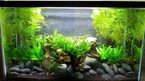 Water Sprite Aquarium Plant: Growing And Reproduction