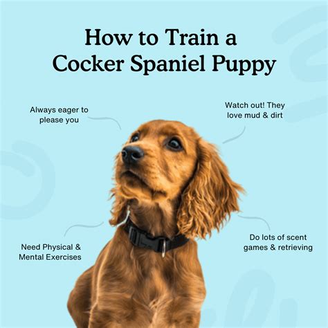 How to Train a Cocker Spaniel Puppy | Complete Training Guide