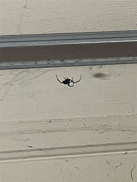 Naturally mitigate black widow infestation? : r/spiders