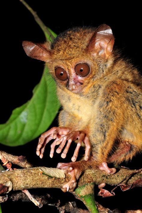 Baby Tarsier tries to be scary at Tangkoko National Park - Travel ...