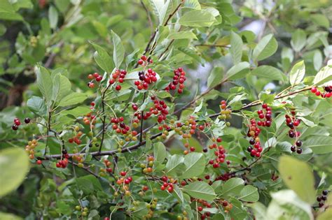 Chokecherry Tree Identification