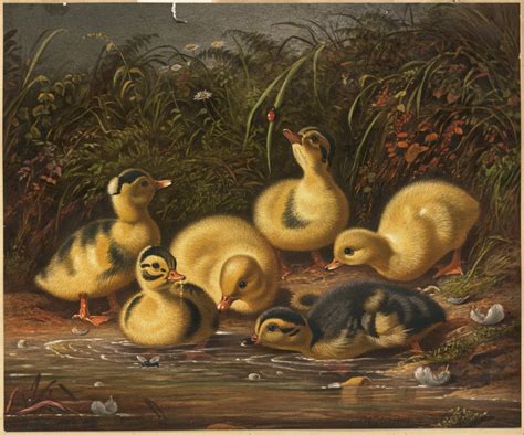 Ducklings - Digital Commonwealth