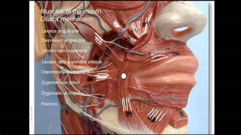 Anatomy of lower facial muscles - YouTube