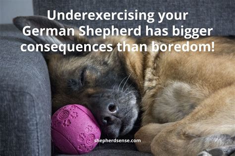 9 Essential German Shepherd Exercise Routines for Health and Fitness - Shepherd Sense