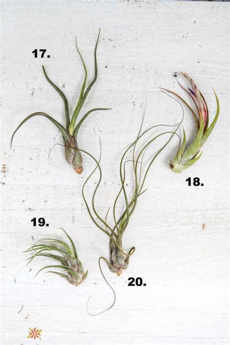 What Type of Air Plant do I have? Identify and Care for Common Varieties