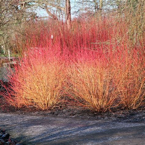 Buy midwinter fire dogwood Cornus sanguinea Midwinter Fire: £9.99 Delivery by Crocus