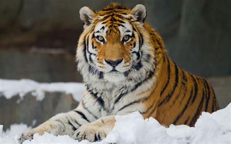 Wild cats, Rare animals, Siberian tiger