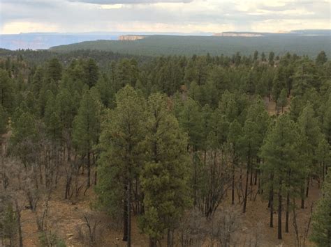 Kaibab National Forest - Tales from the Desert Kaibab National Forest, Hiking