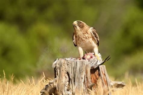 Booted Eagle in the Forest with a Prey Stock Photo - Image of golden, high: 260506966