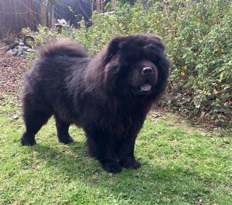 35+ Teacup Black Chow Chow Puppy Image - Bleumoonproductions