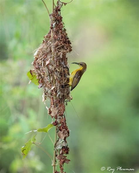 Sunbirds and their Allies | Ray Plowman