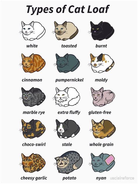 The Types of Cat Loaf by usclaireforce #catsfunnymeme | Cute cat memes ...