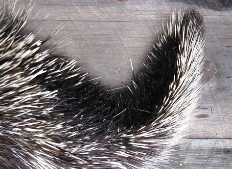 Porcupine Tail Detail 2 | wykesgerald | Flickr