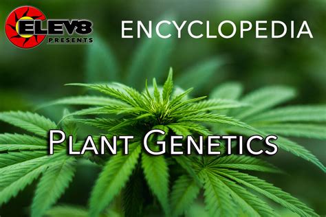 Plant Genetics – Elev8 Presents