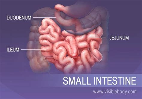 The three sections of the small intestine, Duodenum, Jejunum, and Ileum ...