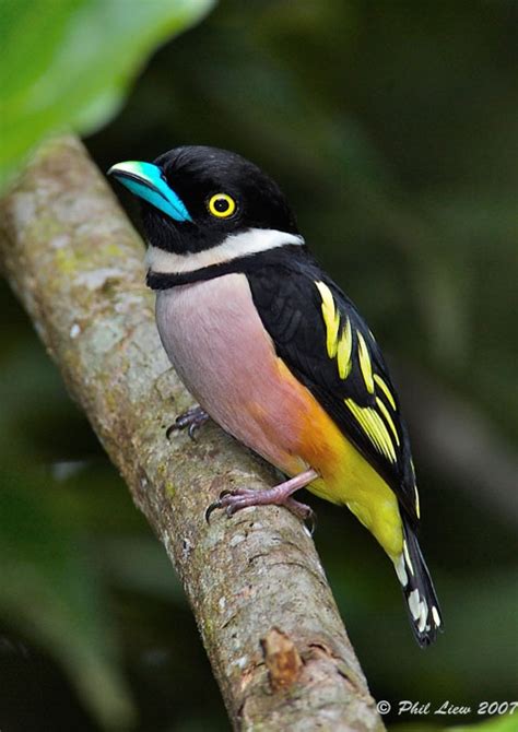 Black and Yellow Broadbill | Express Photos