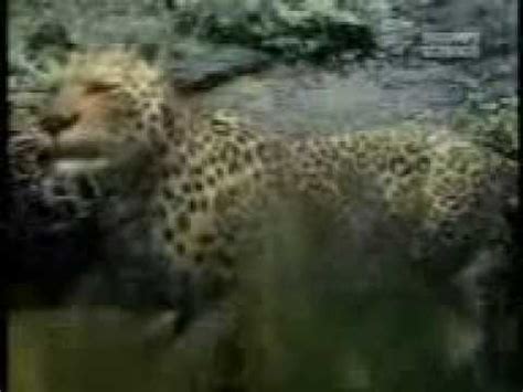 Leopard vs Gorilla Animal face off - YouTube