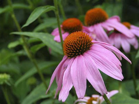 Purple Coneflower (Echinacea purpurea)