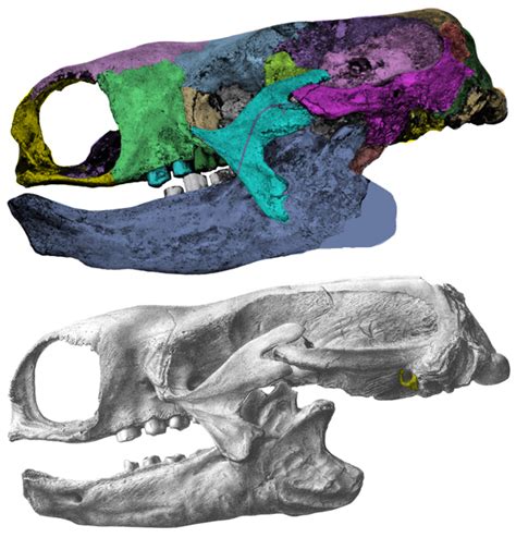 Mylodon and Paramylodon