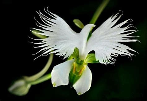 50PCS White Egret Orchid Seeds Heron Orchid NO Tracking - Etsy