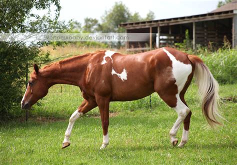 chestnut tobiano paint horse 2 by venomxbaby on DeviantArt