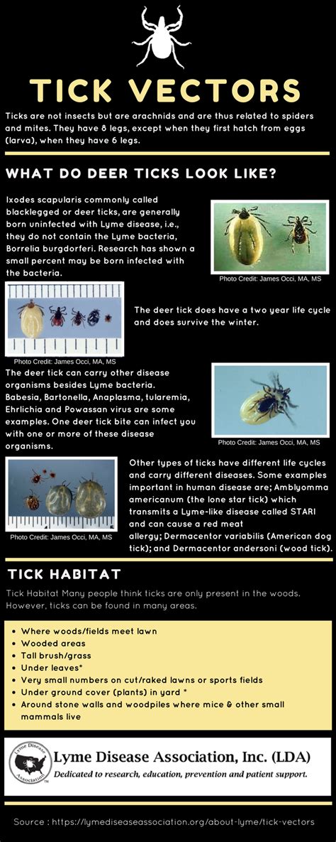 Lyme Disease Tick Vectors | What Do Deer Ticks Look Like | Info Graphic ...