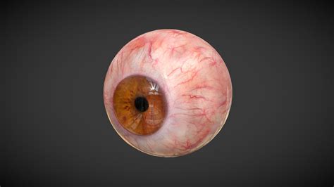 Human Eye (animated, photorealistic textures) - 3D model by docgfx [6adbd65] - Sketchfab