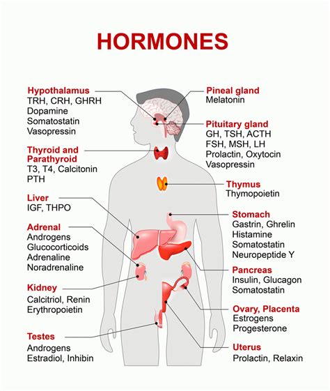 Adrenal gland location - maniacjaf