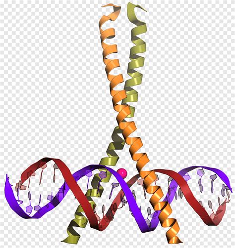 Leucine Zipper bzip Domain Creb Coiled Coil, Reißverschluss, Tierfigur, Base png | PNGEgg