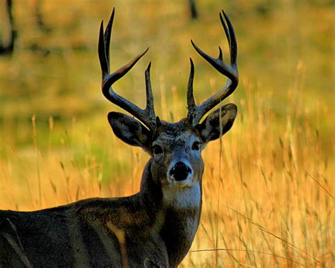 Trophy Buck Photograph by Matthew Winn