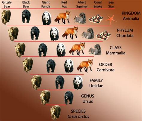 Principles of living organisms classification and Taxonomic hierarchy ...