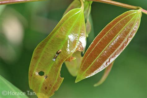 Cinnamon Butterfly | KrishiMala