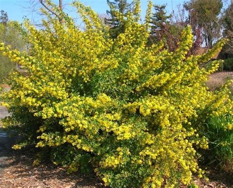 Golden Currant | Ribes aureum | Missouri Currant | Buffalo Currant