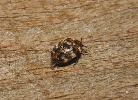 Northwest Norfolk Naturalists: Varied Carpet Beetle