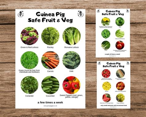Guinea Pig Food Chart: Safe Fruits & Vegetables
